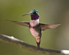 Image of White-bellied Woodstar