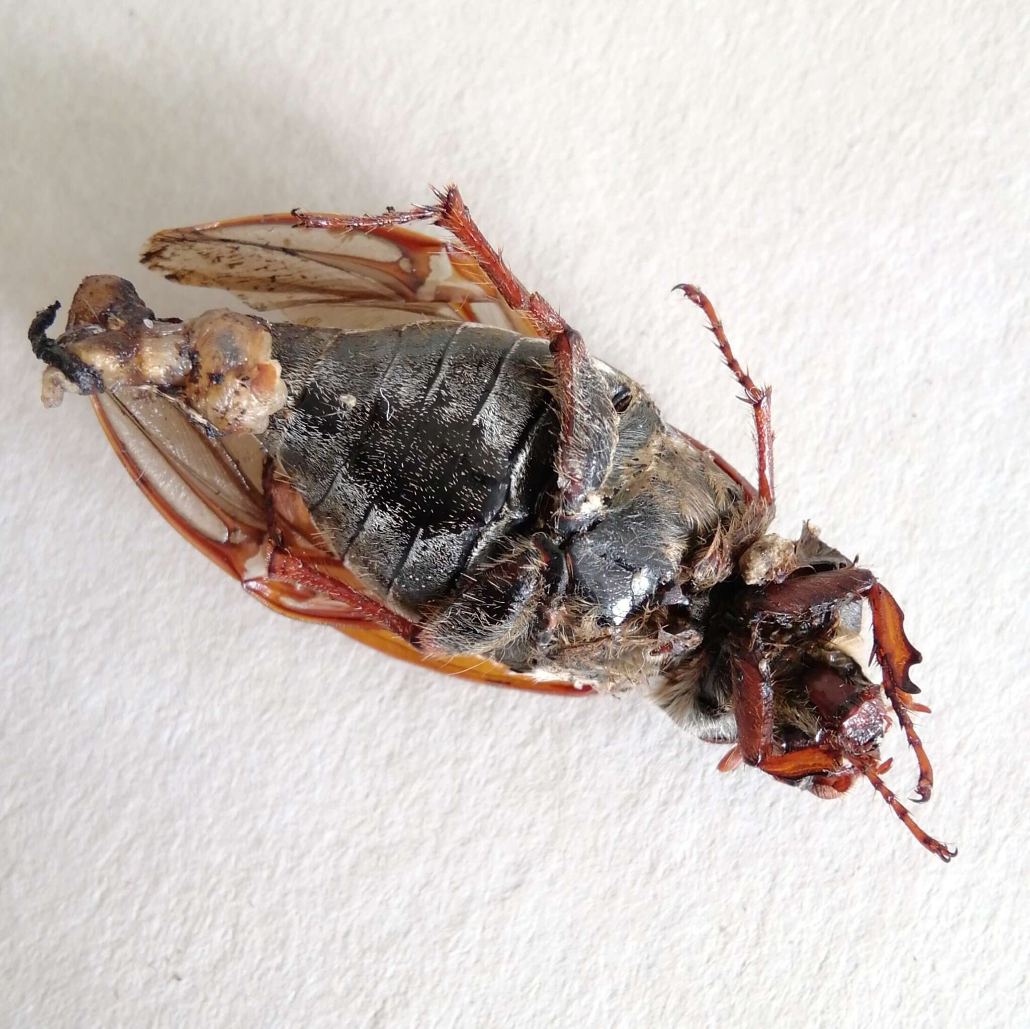 Image of Common cockchafer