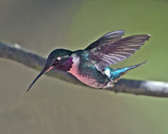 Image of White-bellied Woodstar