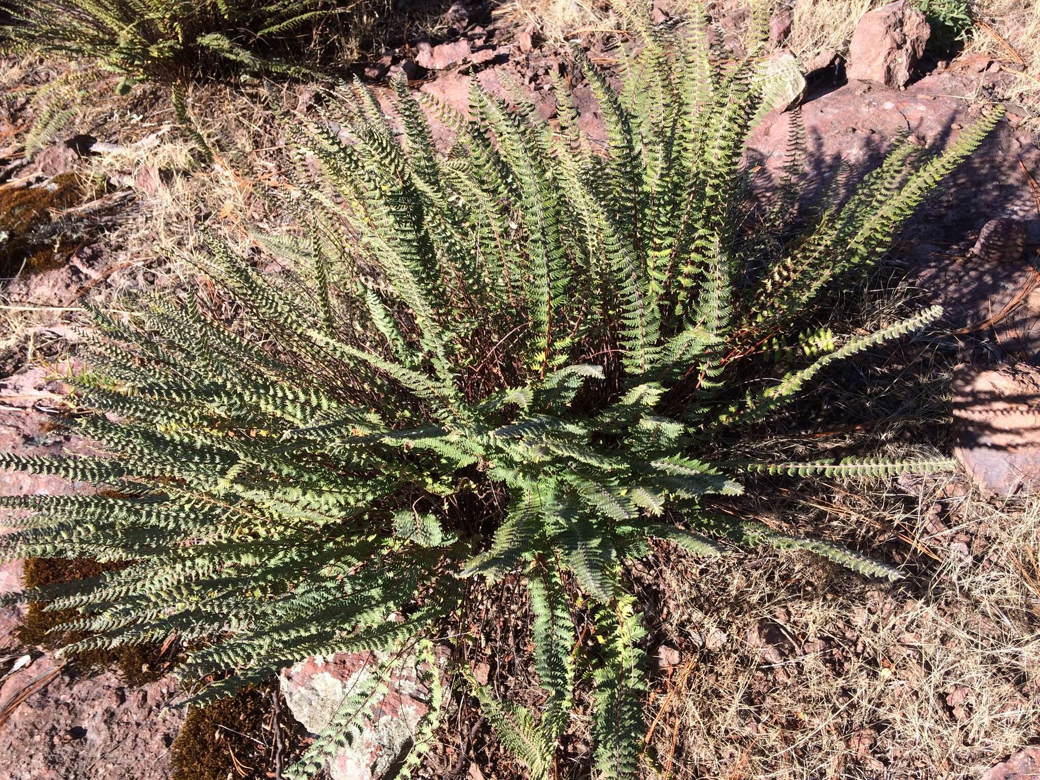 Image of golden lipfern