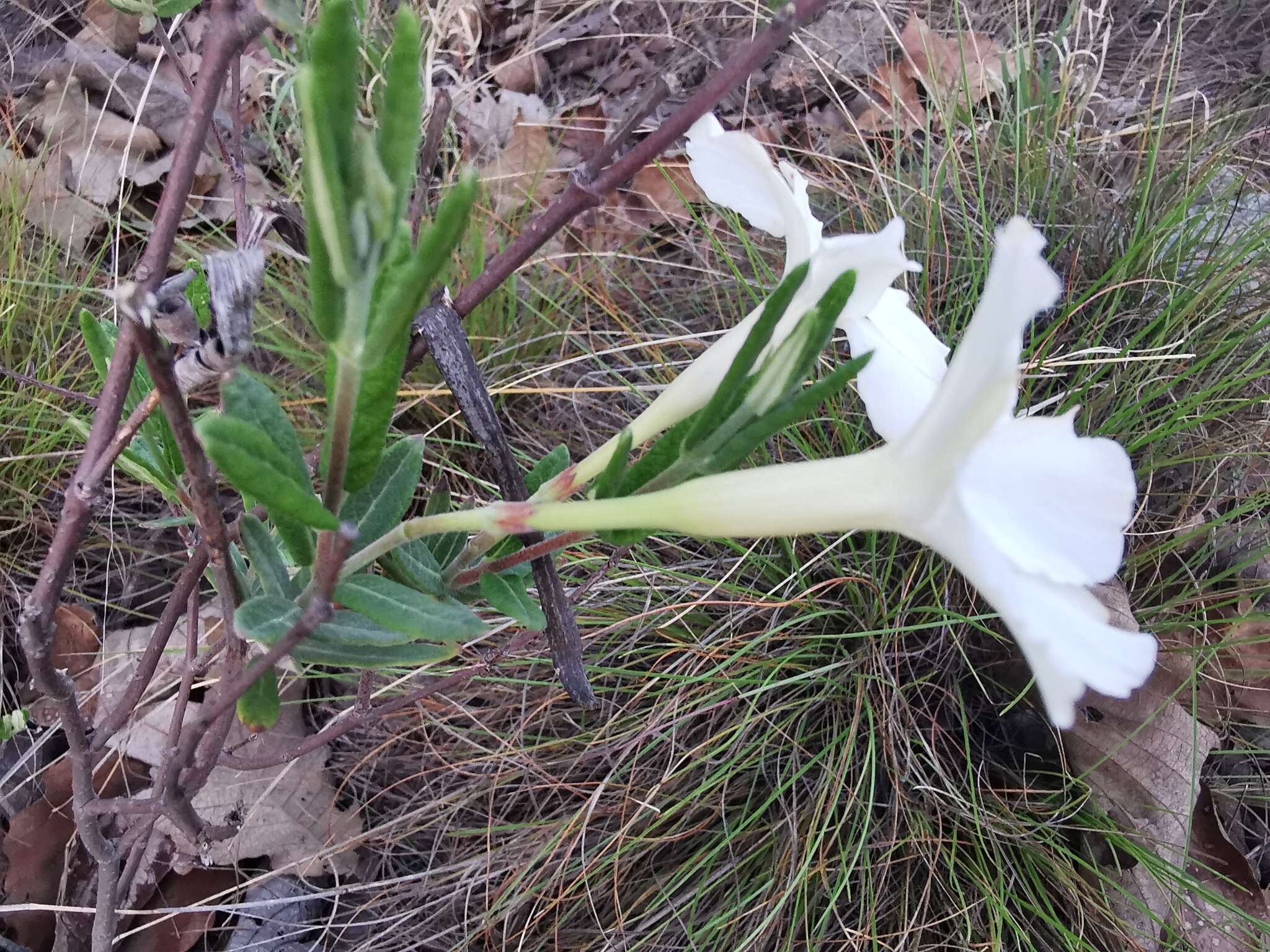 Image of Davis Mountain rocktrumpet