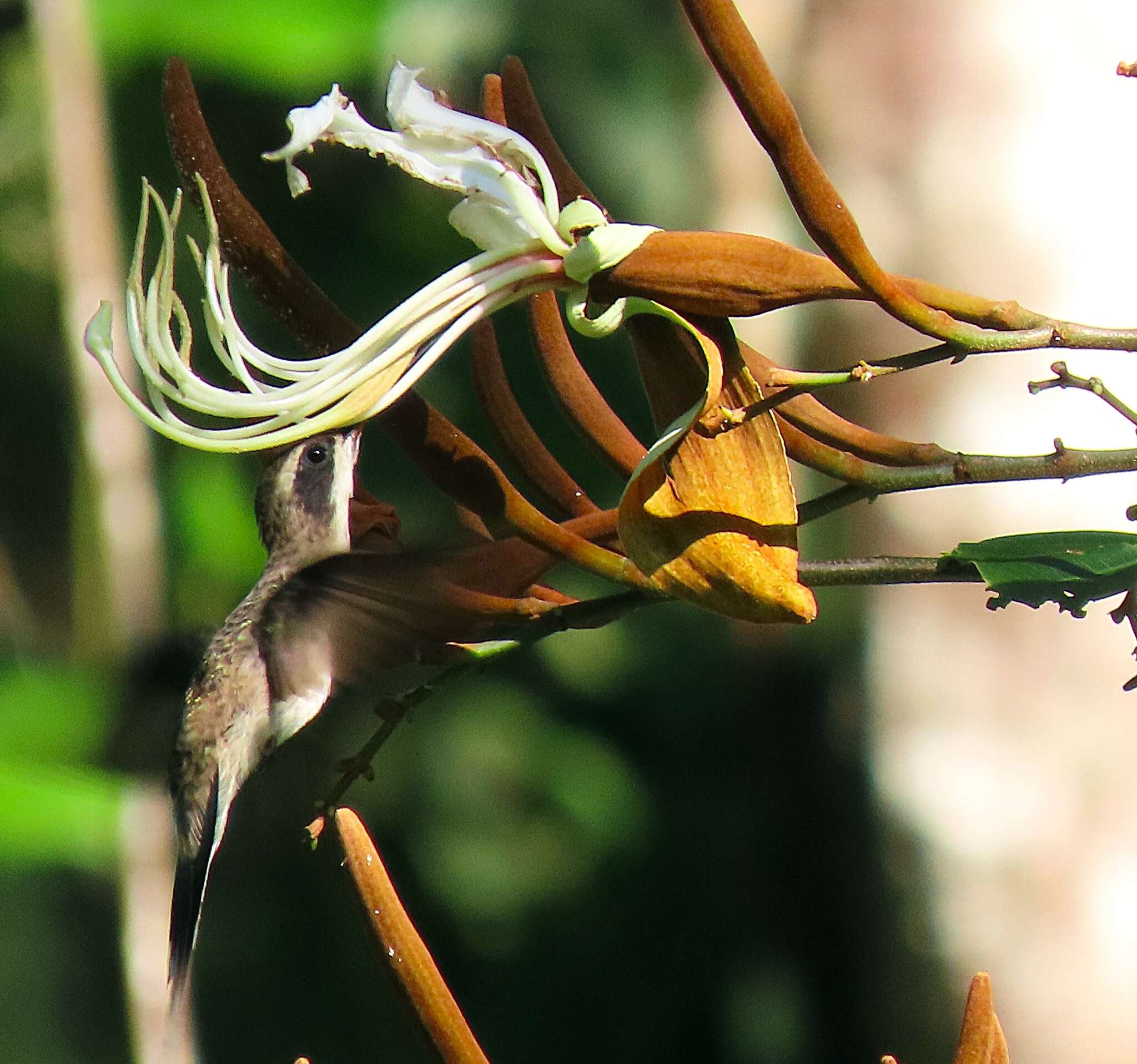 Image of Pale-bellied Hermit