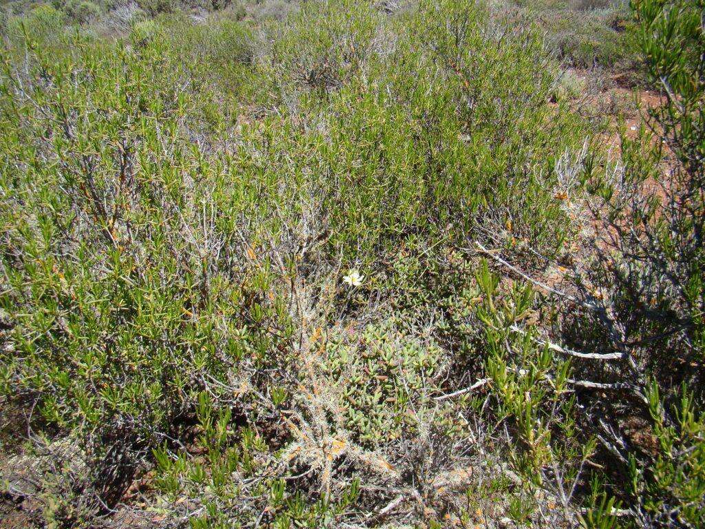 Image of Moraea radians (Goldblatt) Goldblatt