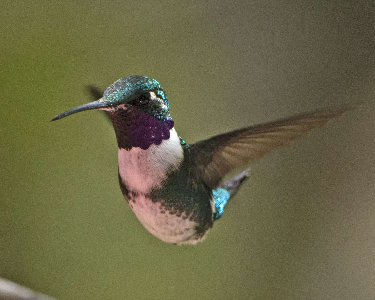 Image of White-bellied Woodstar