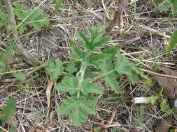 Image of American Cow-Parsnip