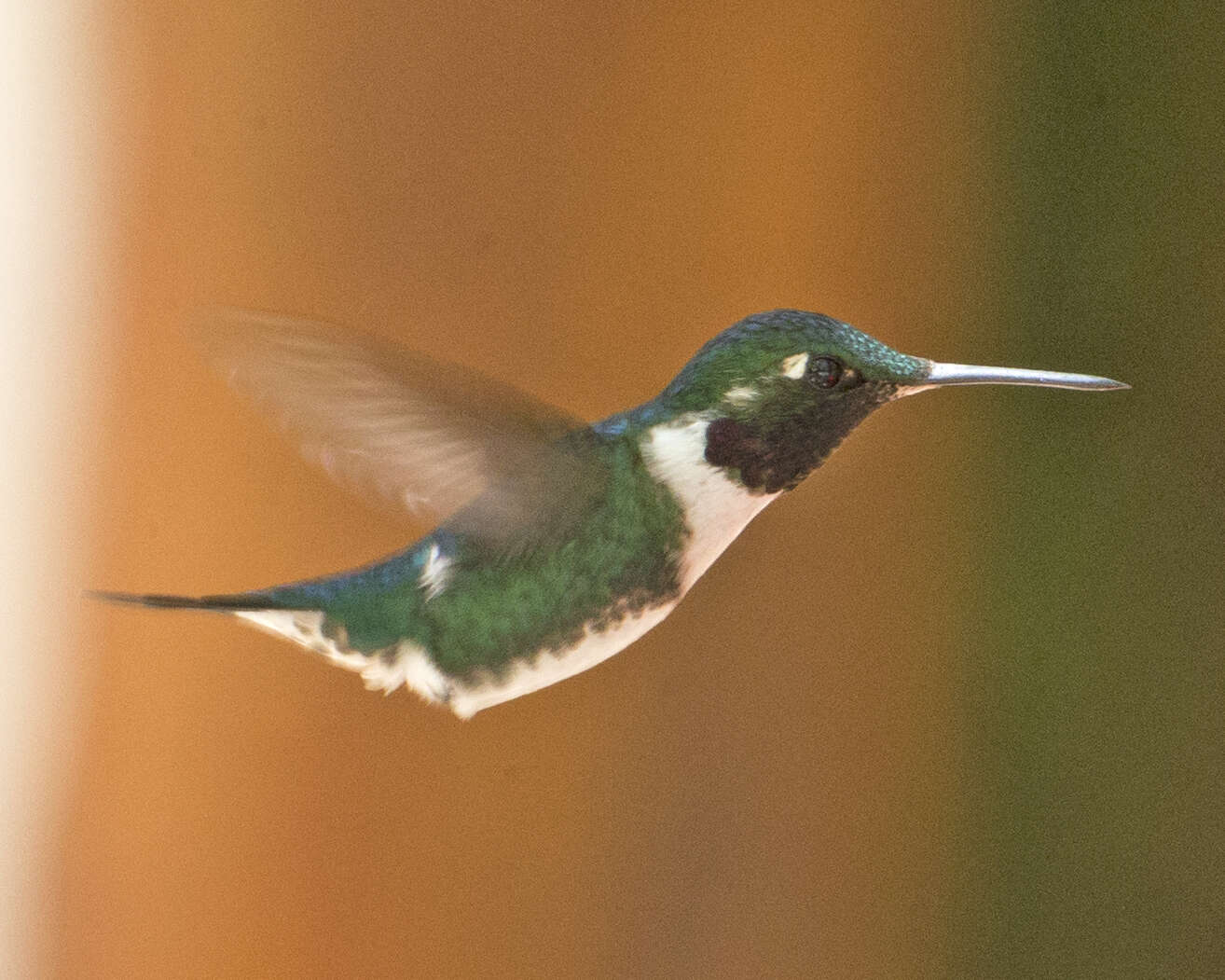 Image of White-bellied Woodstar