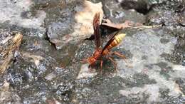 Image of Polistes mexicanus Bequard 1940