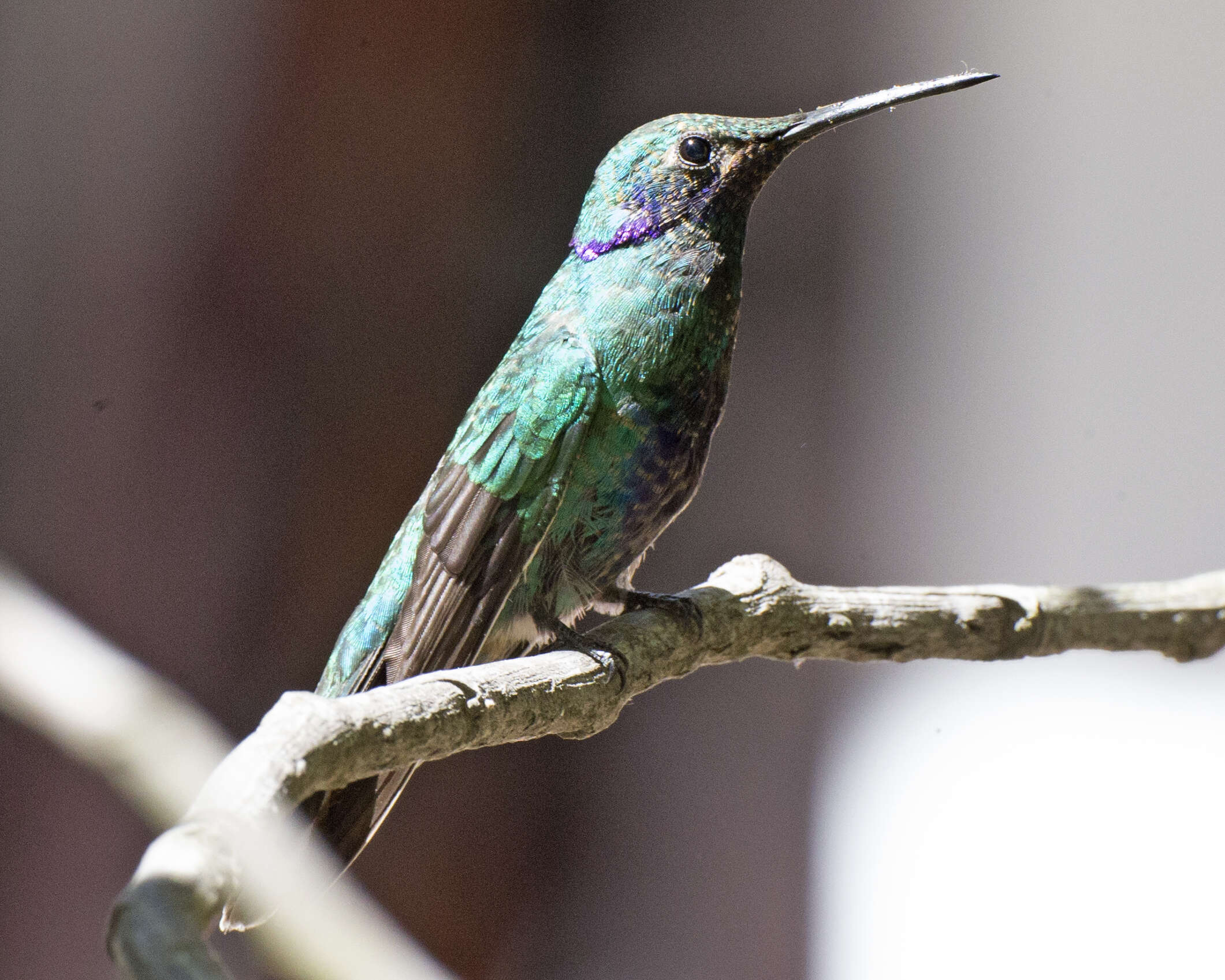 Image of Lesser Violetear