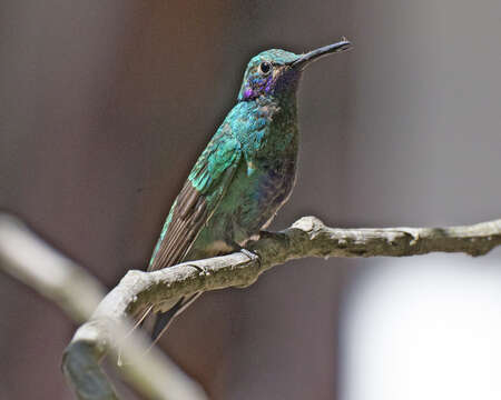 Image of Lesser Violetear