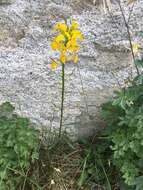 Image of sanddune wallflower