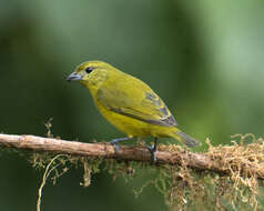 Image of Thick-billed Euphonia