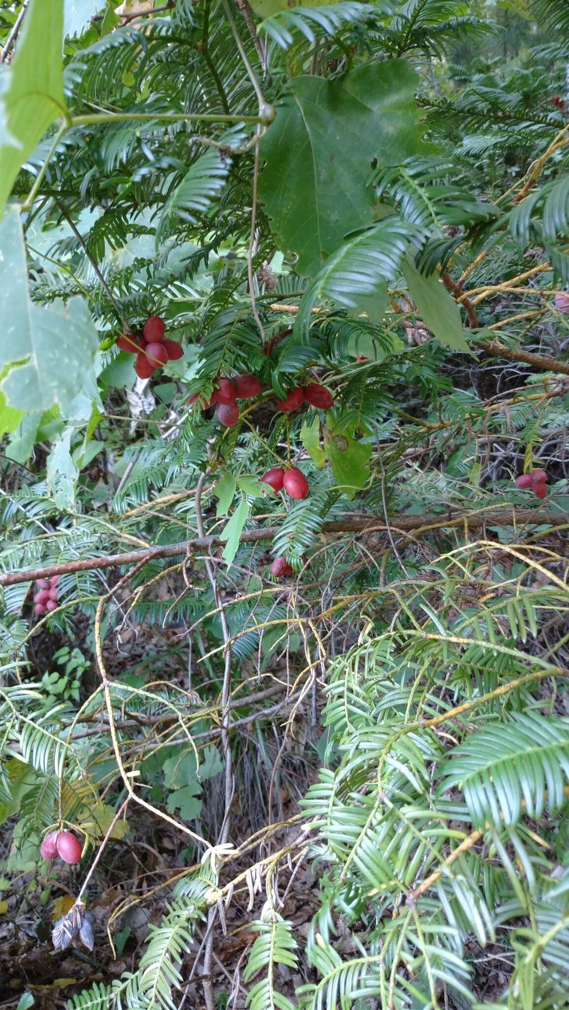 Sivun <i>Cephalotaxus harringtonia</i> kuva