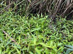 Sivun Persicaria praetermissa (Hook. fil.) Hara kuva