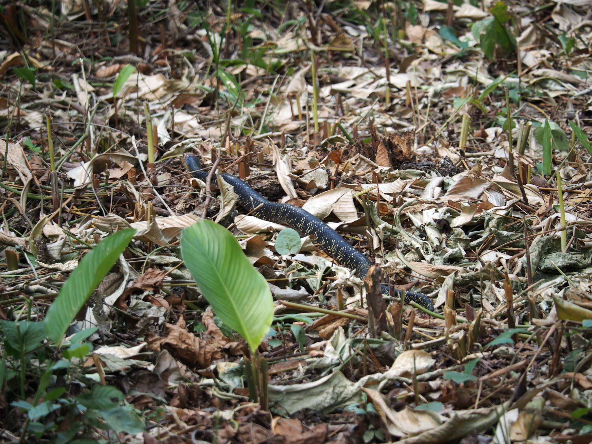 Image of Amazon False Fer-de-lance