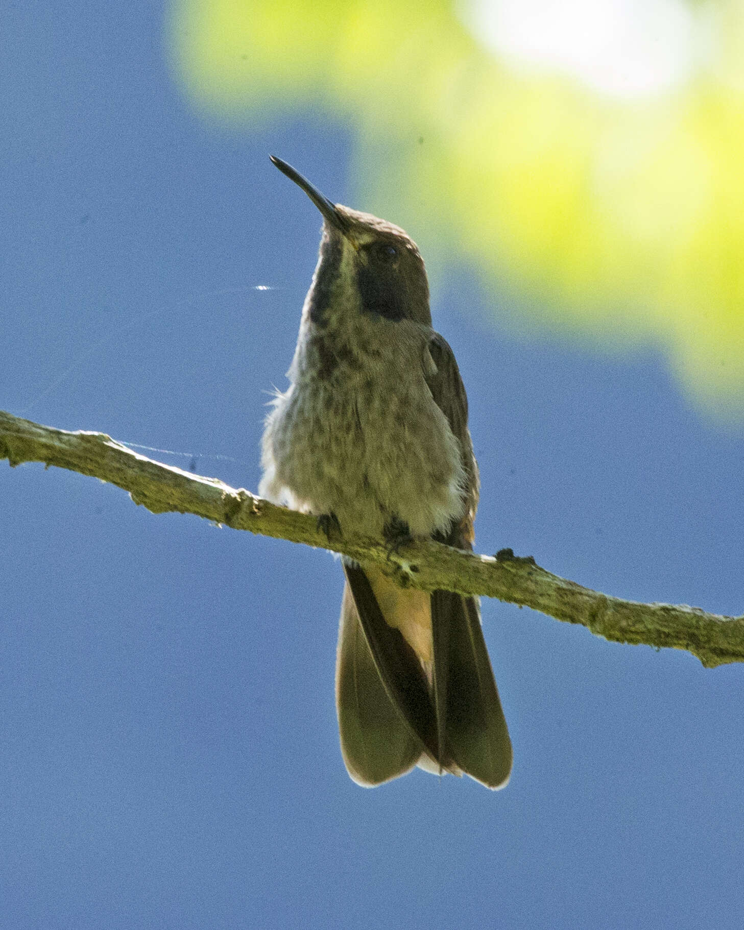 Image of Brown Violet-ear