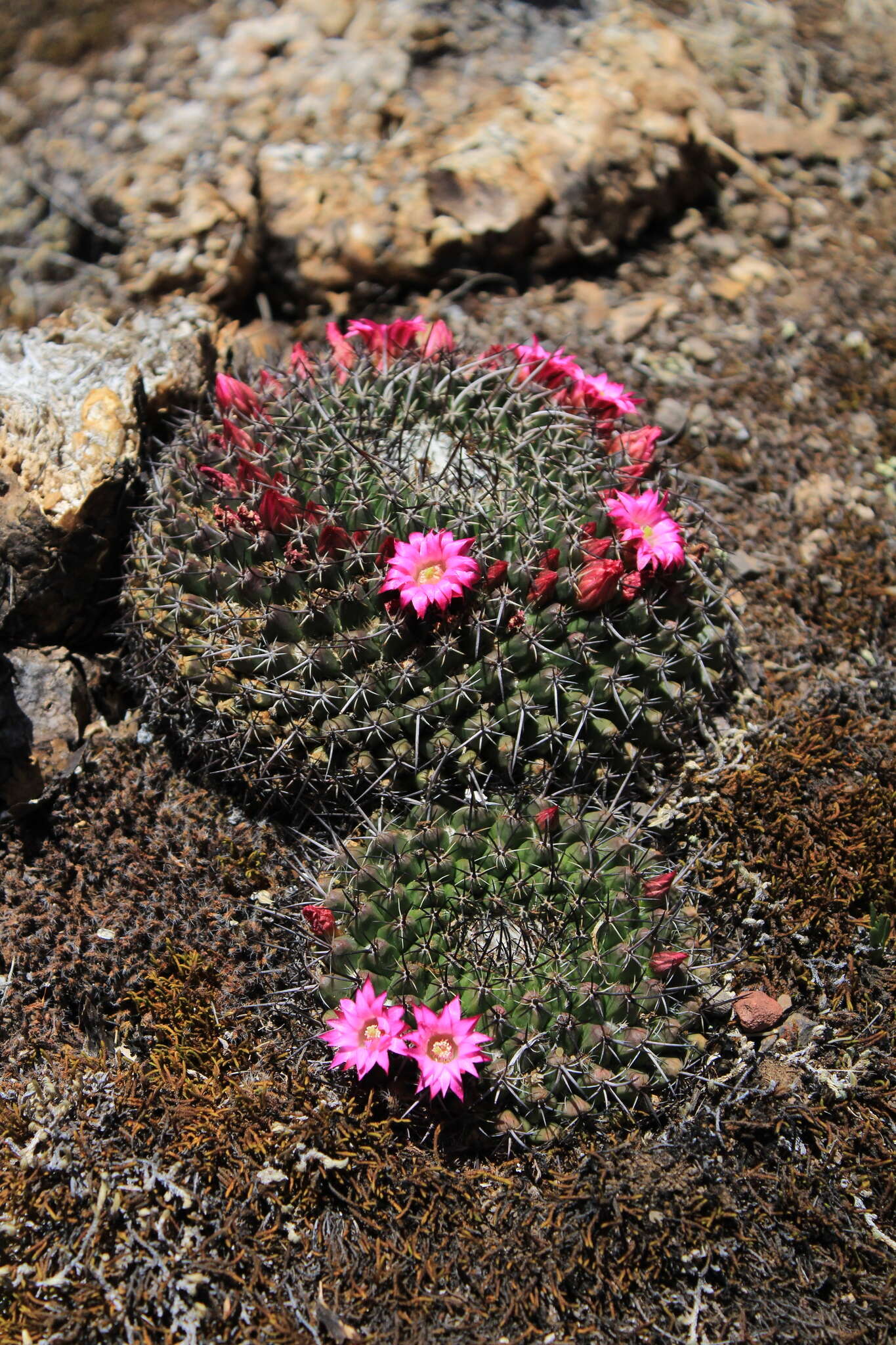 Image de Mammillaria mystax Mart.