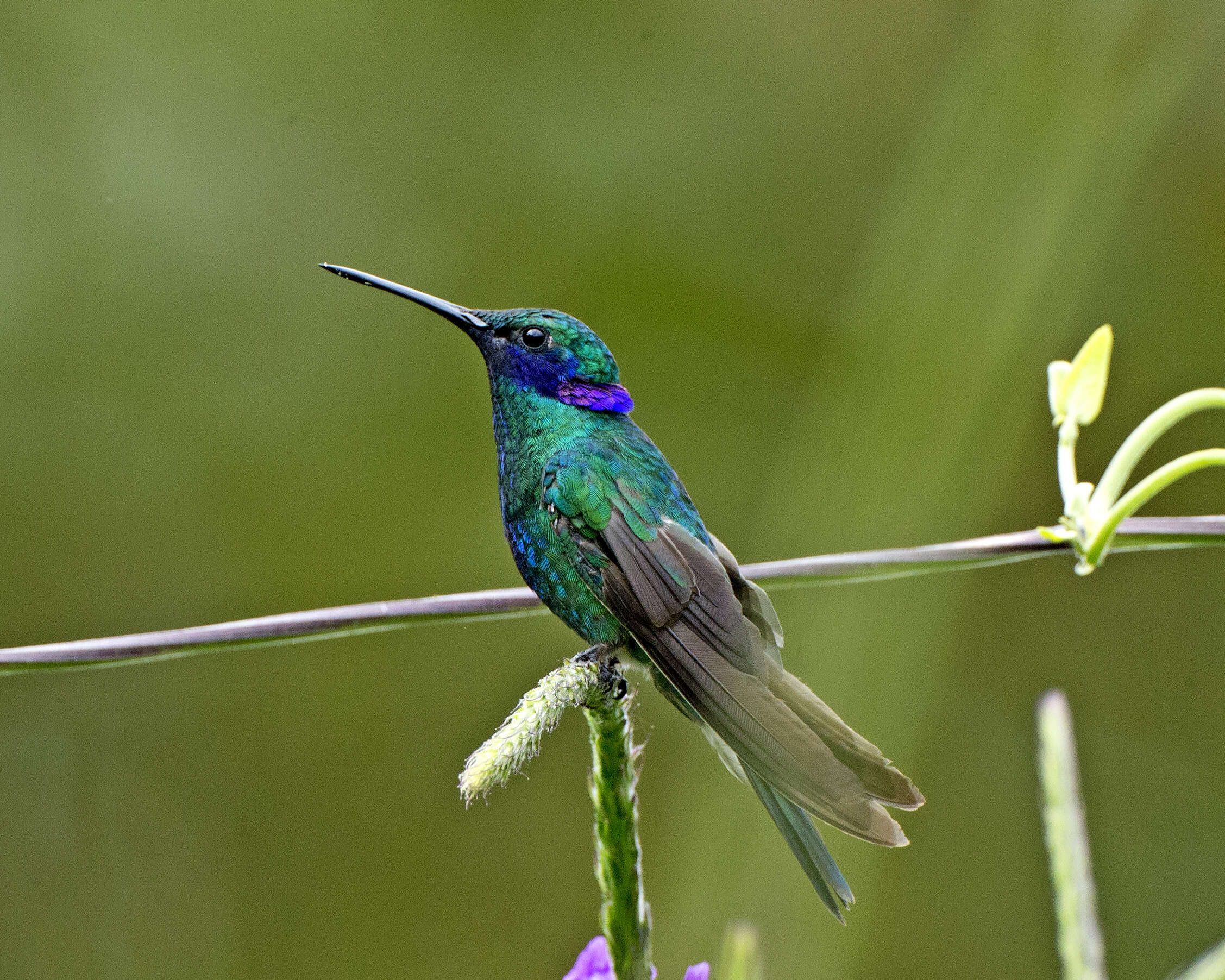 Colibri coruscans (Gould 1846) resmi