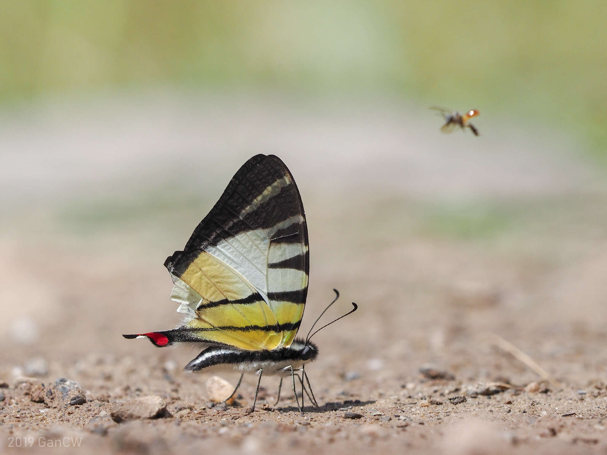 Sivun Graphium stratiotes (Grose-Smith 1887) kuva