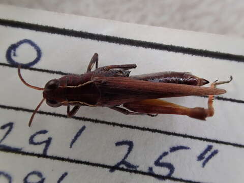 Image of Minyacris