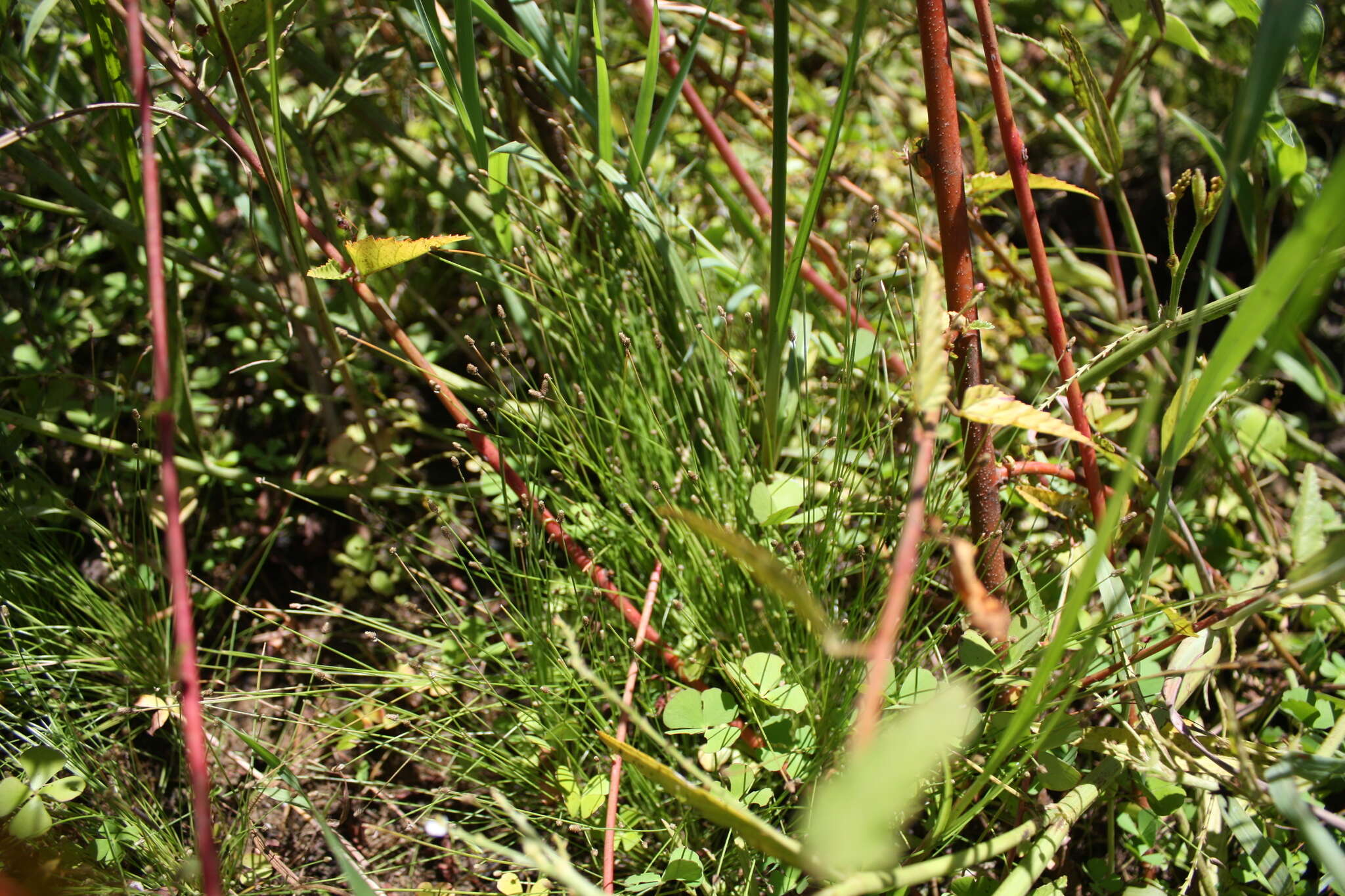 Sivun Eleocharis atropurpurea (Retz.) J. Presl & C. Presl kuva