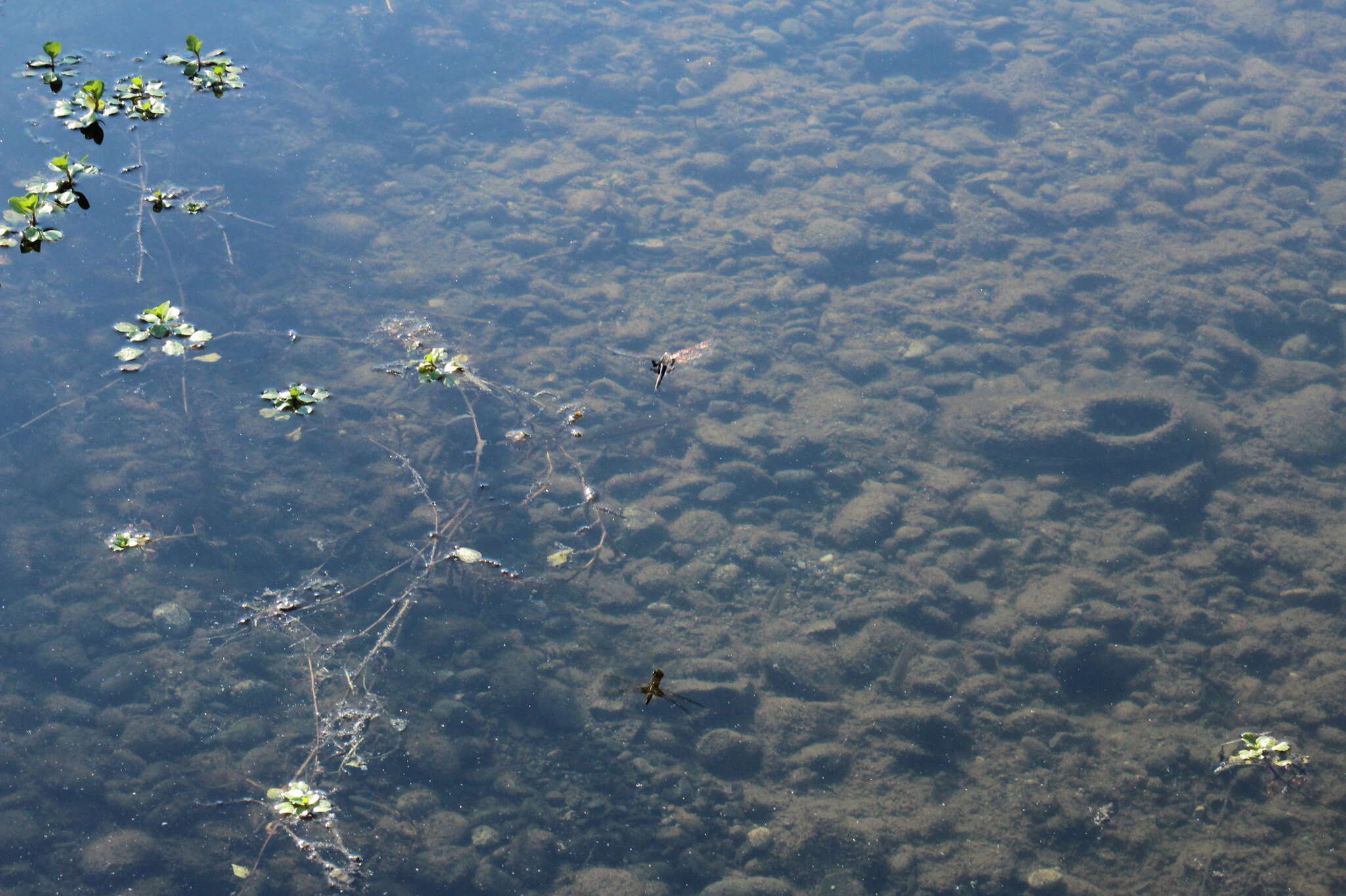 Image of Black Saddlebags