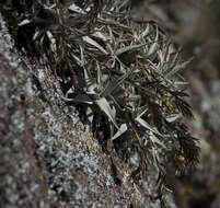 Image of Tillandsia arequitae (André) André ex Mez