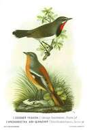 Image of Ala Shan Redstart