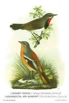 Image of Ala Shan Redstart