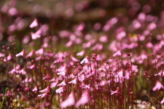 Image de Utricularia multifida R. Br.