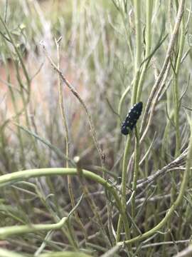 Image of Agrilus walsinghami Crotch 1873