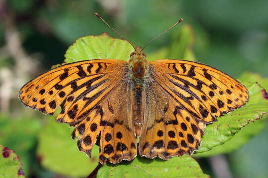 Image of silver-washed fritillary