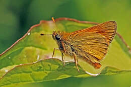 Image of Ochlodes sylvanus