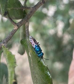 Image of <i>Chrysis ignita</i>