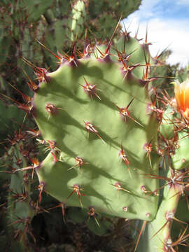 Image of pricklypear