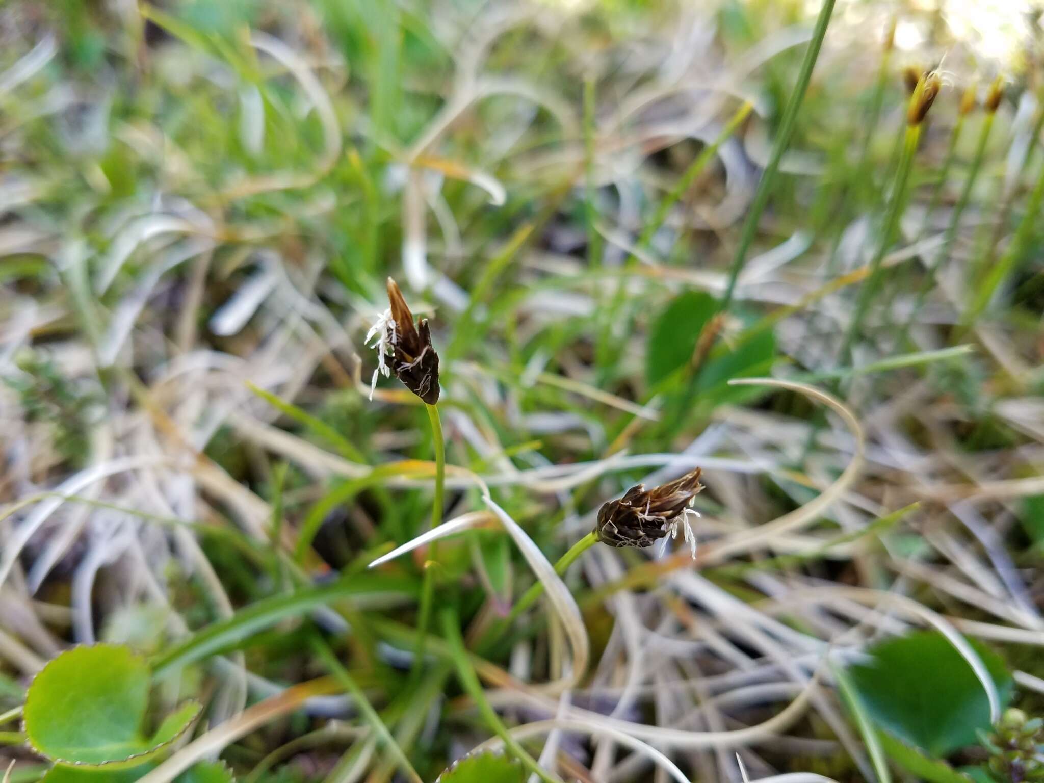 Image of black alpine sedge