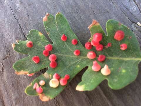 Image of Red Cone Gall Wasp