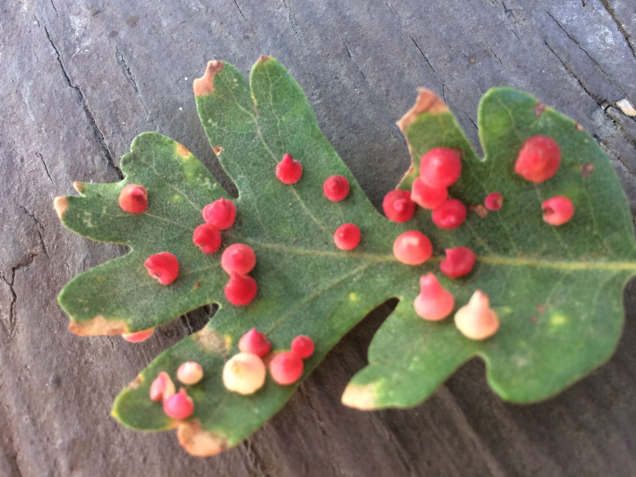 Image of Red Cone Gall Wasp