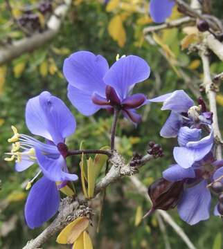 Sivun Guaiacum coulteri A. Gray kuva