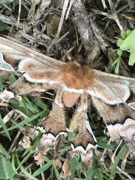 Image of Orizaba Silkmoth