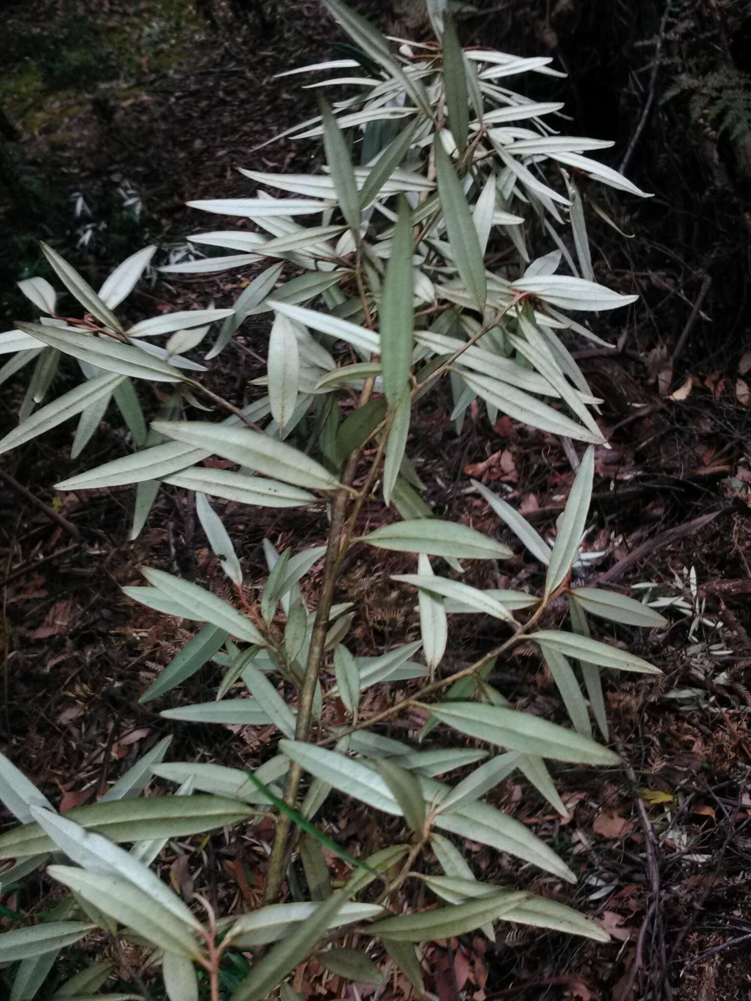 Image of Nematolepis squamea subsp. squamea