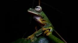 Image of Abah River Flying Frog