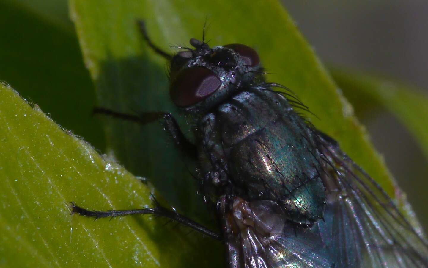 Imagem de Eudasyphora cyanella (Meigen 1826)