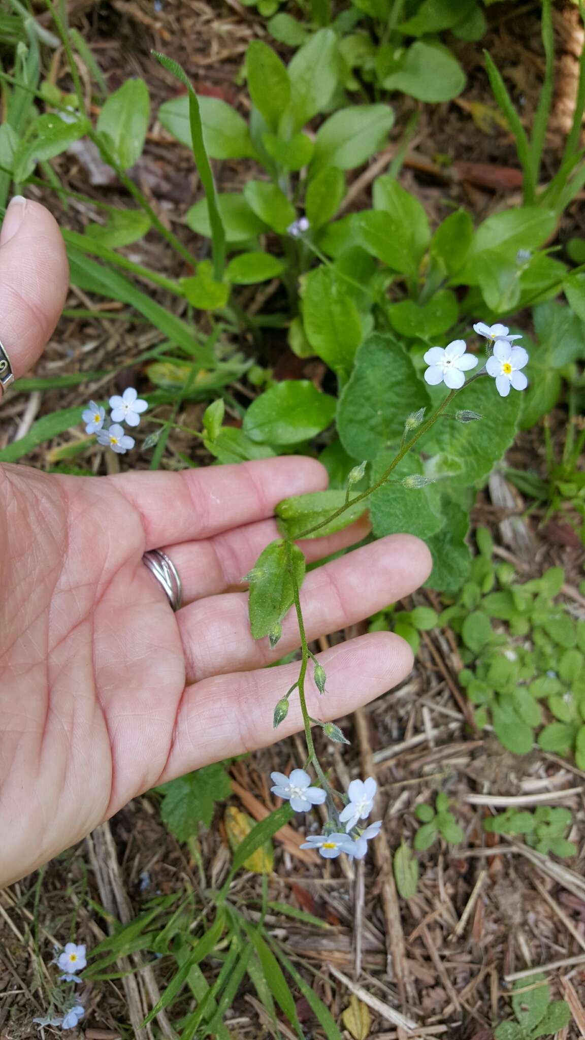 Image de Myosotis latifolia Poir.