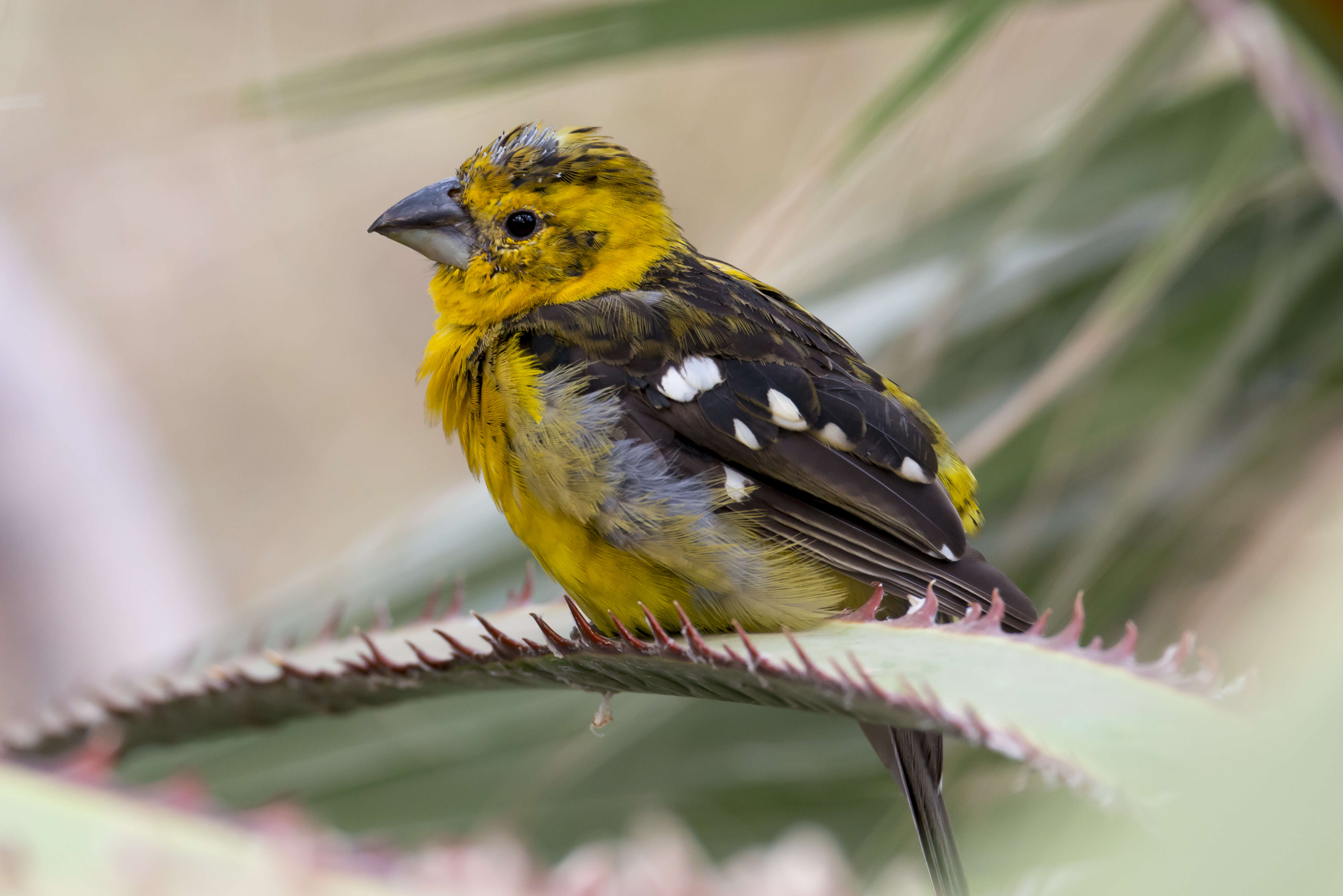 Image of Mexican Yellow Grosbeak