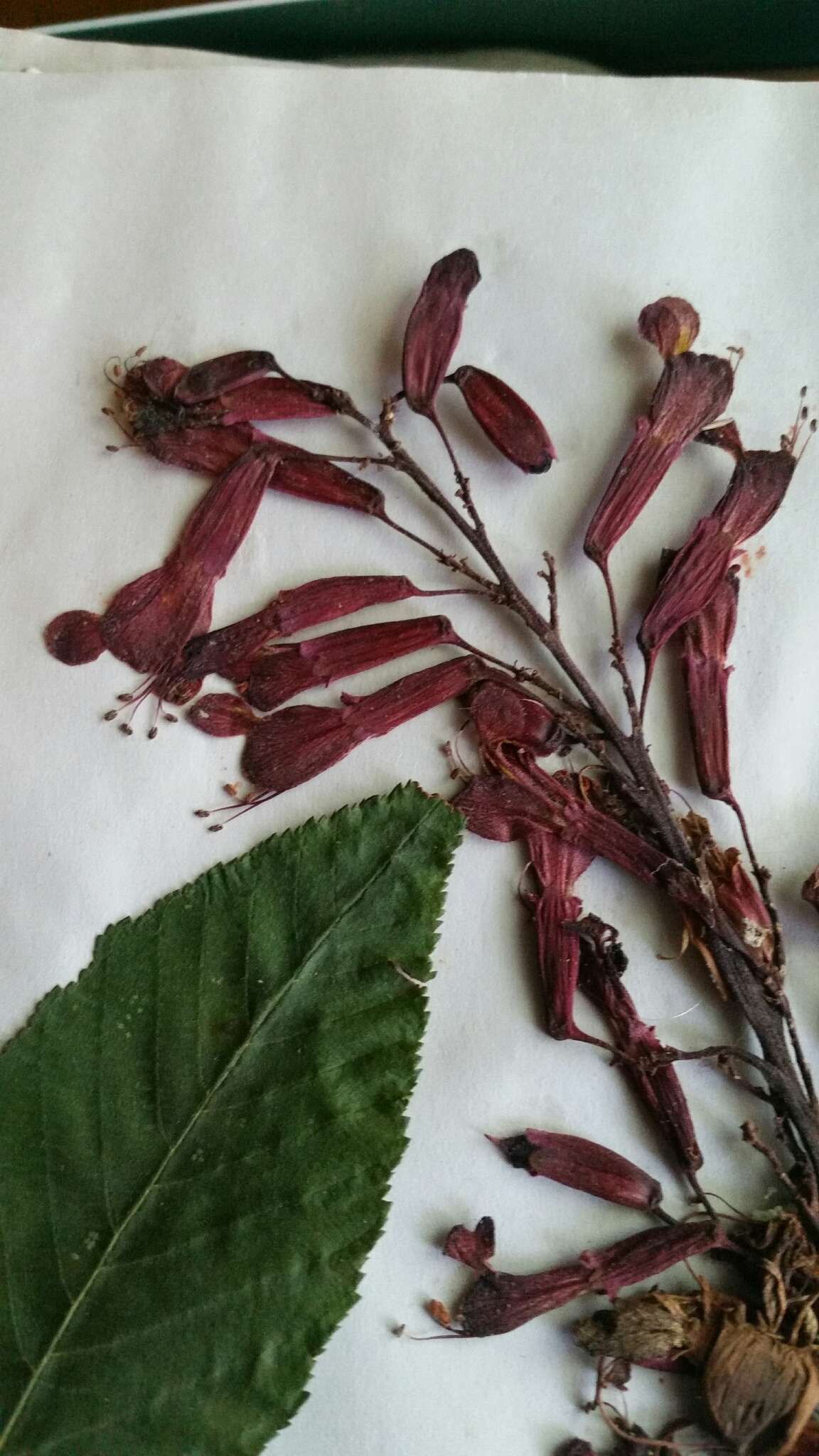 Imagem de Aesculus pavia L.