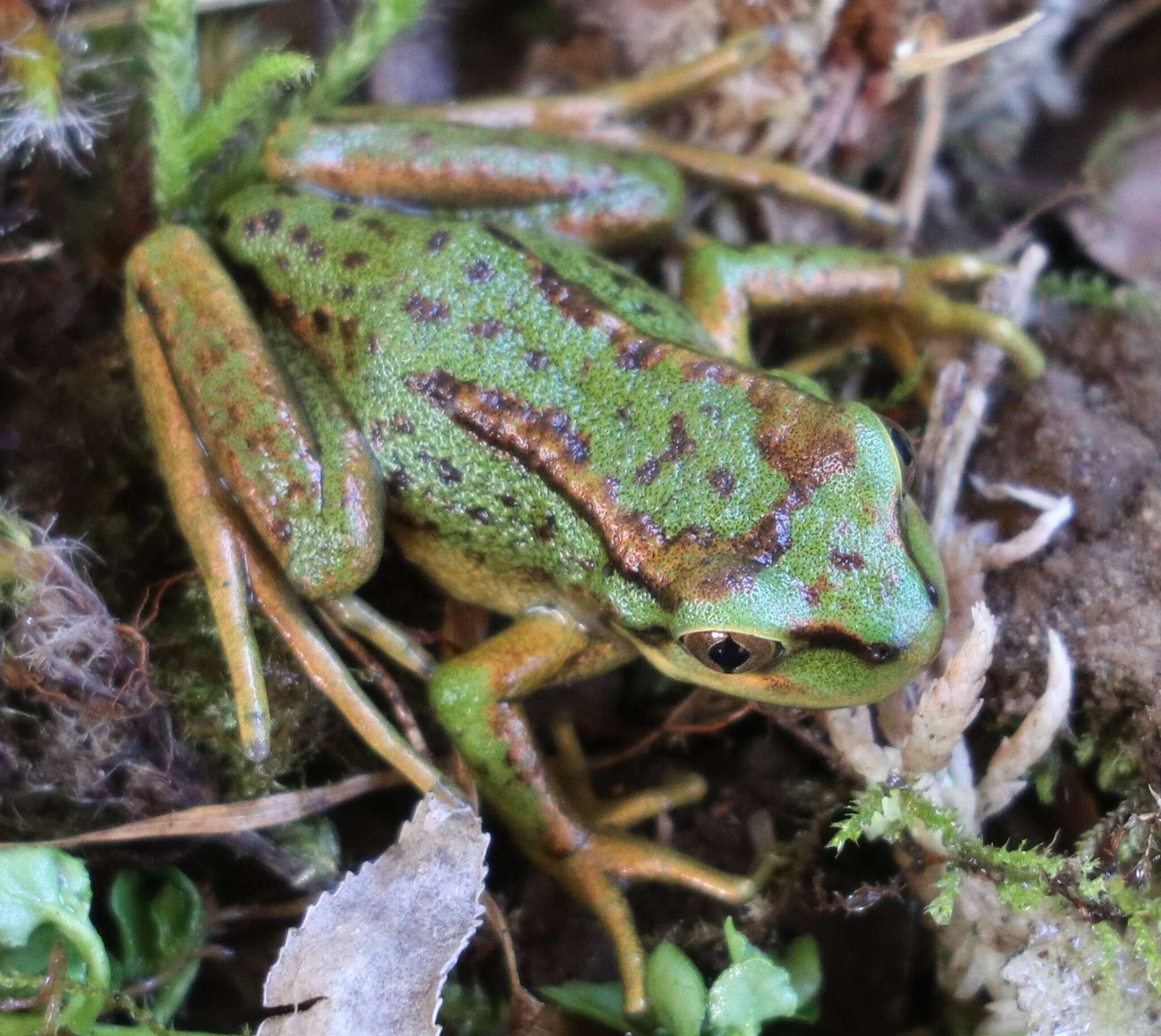 Image of Emerald Forest Frog