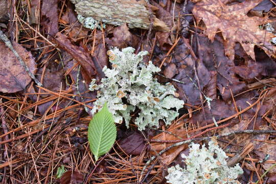 Image of Tuckerman's ragged lichen