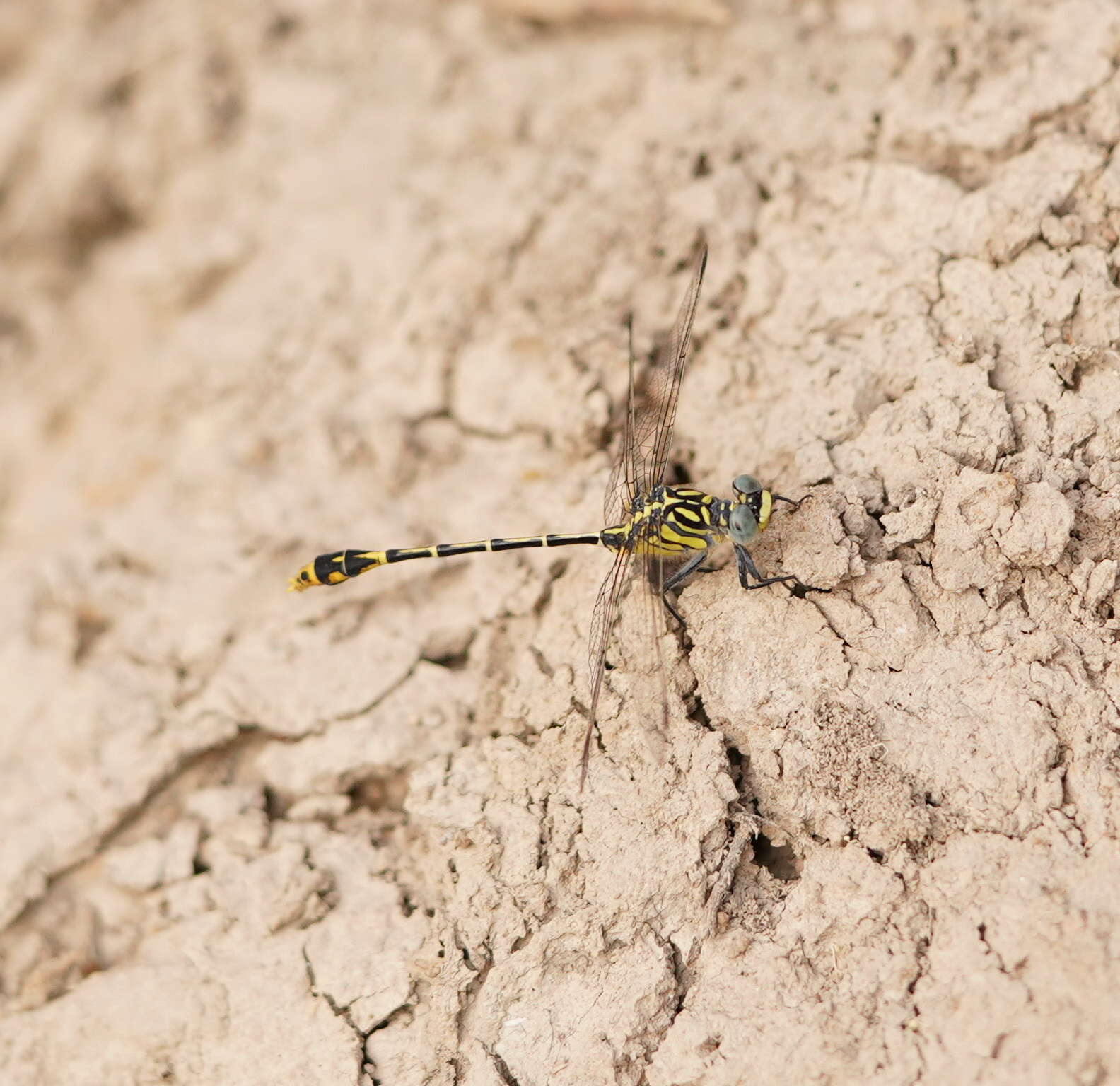 Image of Austrogomphus australis Selys 1854