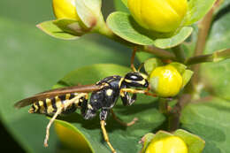 Image of Common wasp