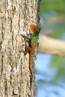 Image of Anolis ignigularis Mertens 1939